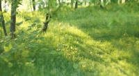 햇살이 머문 자리마다초록이 한 뼘씩 자랍니다.