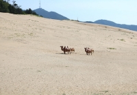 [우체국과 여행] 한국의 사하라 사막과 웅장한 절벽인 서풍받이, 대청 옥죽동사막